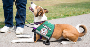companion dog uniform